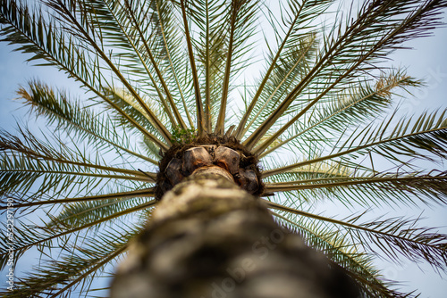 View of a palm tree on the beach promenade of Colònia de Sand Jordi in Mallorca.