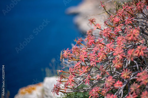 Detail of plants on the coast of Mallorca with view of the Mediterranean Sea.