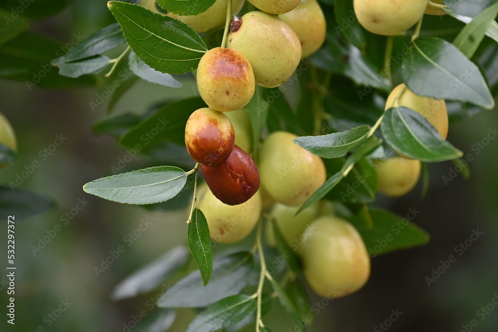 Jujube nuts. Rhamnaceae deciduous fruit tree. It has pale green flowers