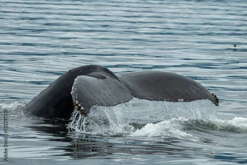 Canada  British Columbia  Great Bear Rainforest. Fin Island. Humpback whale tail.