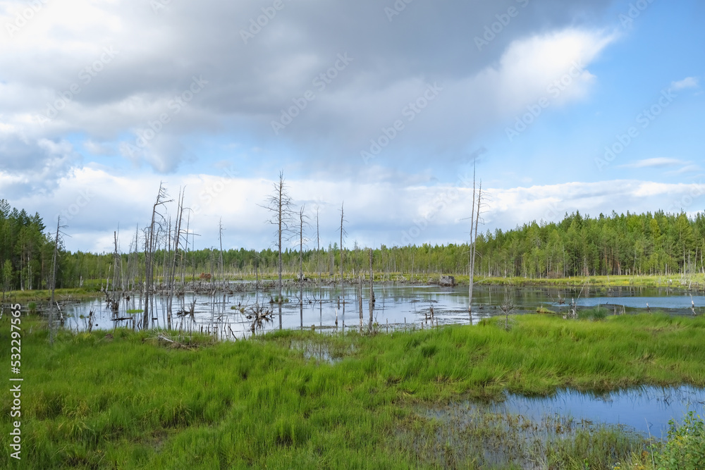 Dry trees in swamps against a blue sky with clouds. Dead trees in the swamp, in the forest. Cloudy sky in a forest with a swamp. Dry tree trunks in the swamp.