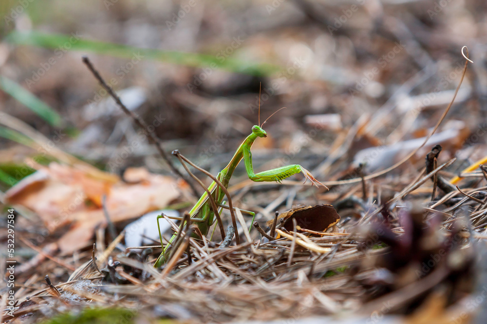 Religious praying mantis. View of a European praying mantis in shades of green. This green individual on pine needles and brown background was very noticeable and was waiting for its prey.