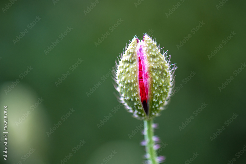 Red poppy flower about to bloom. Red poppy flower about to bloom.