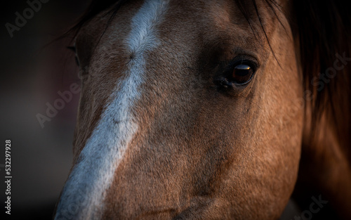 Close Up Photo of Horse
