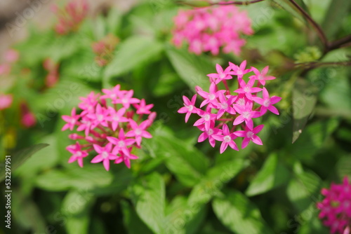 Egyptian Starcluster (Pentas lanceolata) pink flower with blurry background