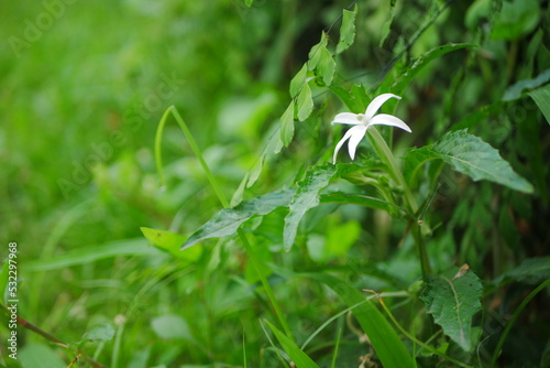 Mademe Fate Flower (Kitolod or Hippobroma longiflora) White beautiful flower with blurry background photo