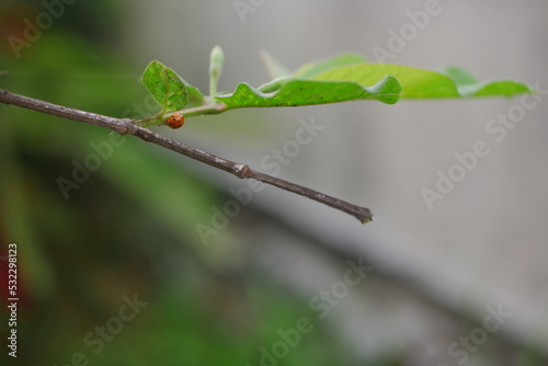 orange ladybug on a guava tree branch