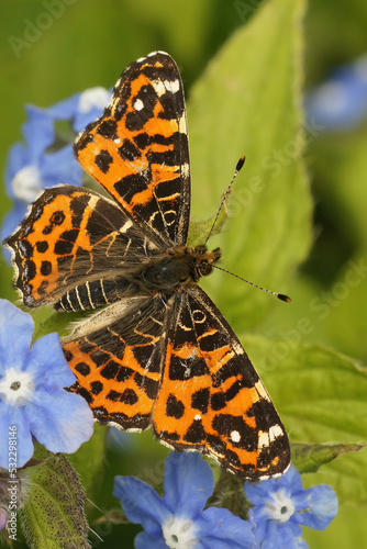 Vertical closeup on a colorful Map Butterfly, Araschnia levan with open wings photo