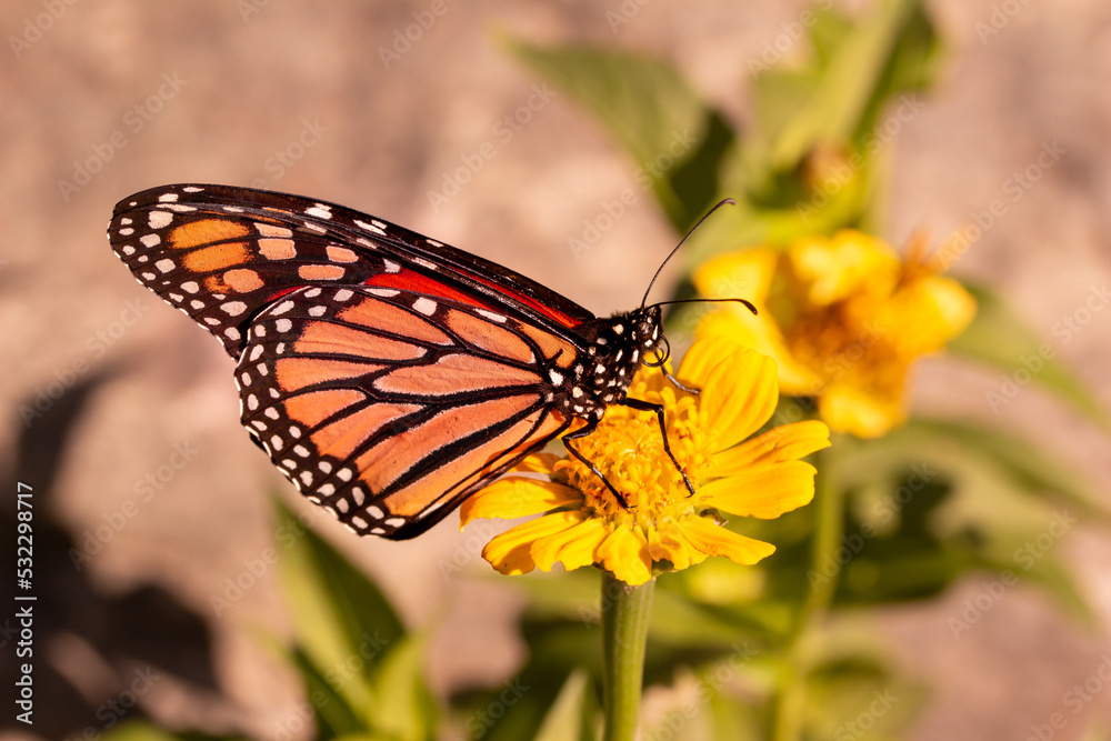 Close up view of a monarch butterfly feeding on a yellow marigold flower in a sunny garden, with defocused background Close up view of a monarch butterfly feeding on a yellow marigold flower in a sunny garden, with defocused background
