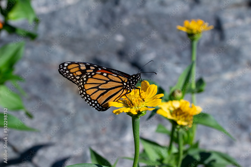 Obraz premium Close up view of a monarch butterfly feeding on a yellow marigold flower in a sunny garden, with defocused background