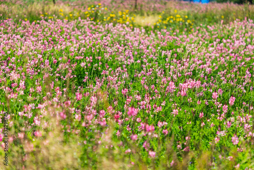 Sarytag  Sughd Province  Tajikistan. Field of pink wildflowers in sunshine.