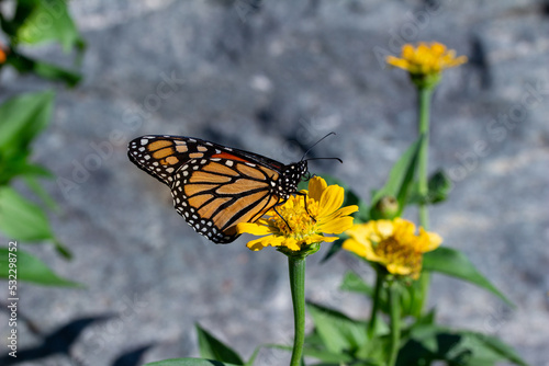 Close up view of a monarch butterfly feeding on a yellow marigold flower in a sunny garden, with defocused background © Cynthia