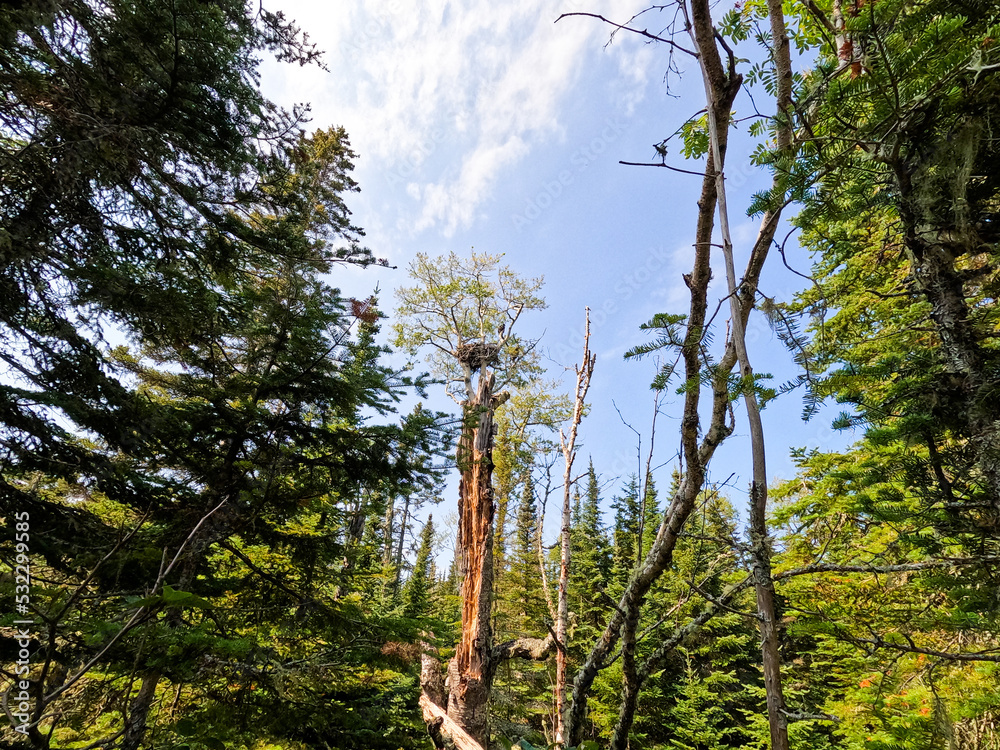 Fototapeta premium Enormous Eagle and Eagles nest deep in a forested woodland. Located high up in tree, the eagle is perched next to its large nest. Surrounded by green unspoiled and untouched nature. 