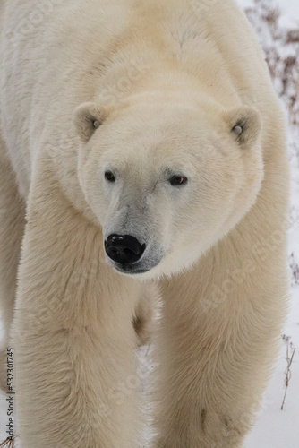 Canada, Manitoba, Churchill. Polar bear with ear tag. © Danita Delimont