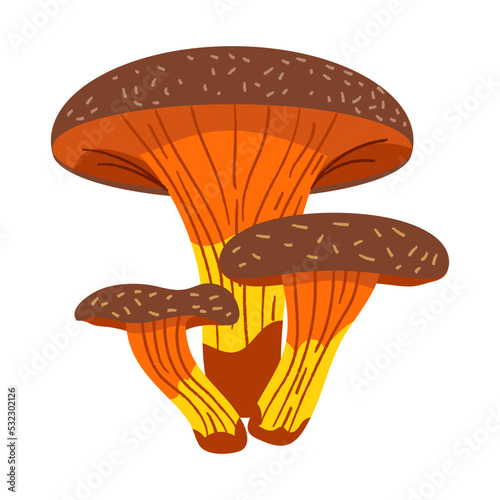 Omphalotus Olearius mushrooms. Isolated on white background. Poisonous forest fungi. Hand drawn doodle Vector illustration