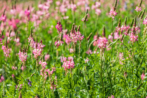Sarytag, Sughd Province, Tajikistan. Field of pink wildflowers in sunshine.