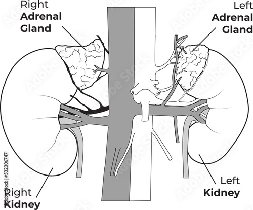 Human kidneys anatomy on white background. Human internal organ icon. Concept of urinary system endocrine system. Vector illustration.
