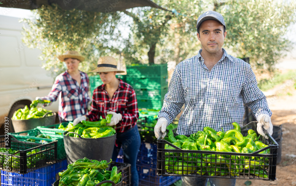 Obraz premium Portrait of positive man farmer holding box of green bell peppers in her hands on a farm