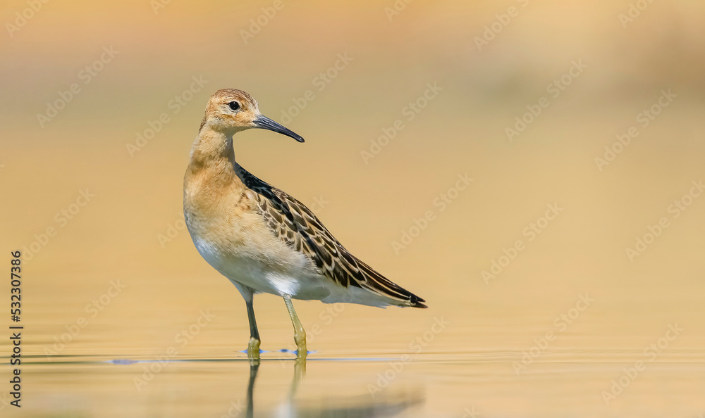 Ruff (Calidris pugnax) is a migratory species. It is a species that breeds in wetlands in the cold regions of Northern Eurasia, and winters in the tropics in the north, especially in Africa. Ruff (Calidris pugnax) is a migratory species. It is a species that breeds in wetlands in the cold regions of Northern Eurasia, and winters in the tropics in the north, especially in Africa.