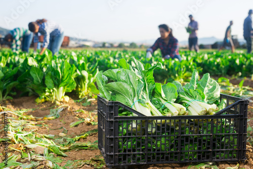 Bundles of freshly picked chard in plastic container standing on field at farm, people harvesting on background