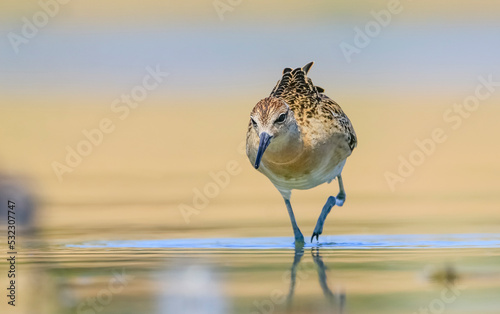 Fotografie Ruff (Calidris pugnax) is a migratory species