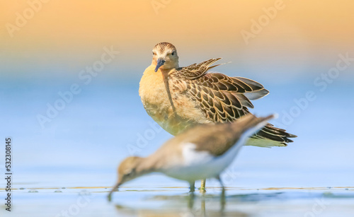 Fotografia Ruff (Calidris pugnax) is a migratory species