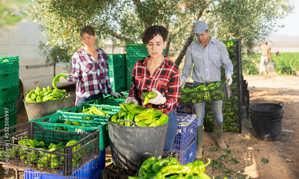 Obraz premium Female farm worker sorts green bell peppers with others after harvest