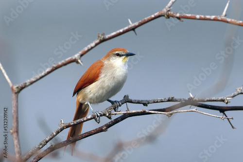 Yellow-chinned Spinetail (Certhiaxis cinnamomeus) perched on a dry branch on a bluish gray background