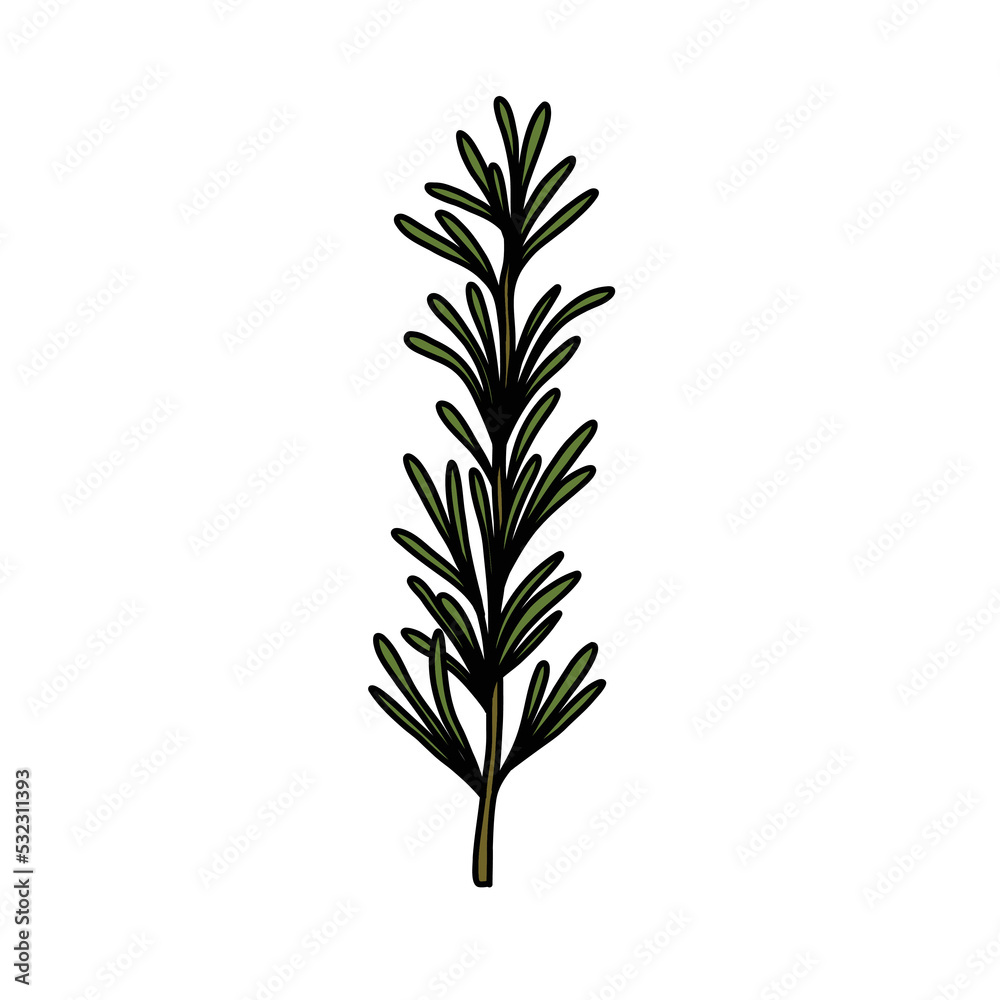 rosemary doodle icon, vector color line illustration