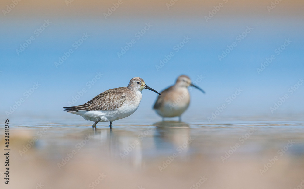 Curlew Sandpiper (Calidris ferruginea) is It breeds in the plains of the Arctic sea at the north pole. It occurs in the northern parts of Asia, Europe and the Americas.
Curlew Sandpiper (Calidris ferruginea) is It breeds in the plains of the Arctic sea at the north pole. It occurs in the northern parts of Asia, Europe and the Americas.