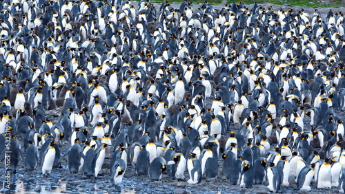 Tableau sur toile King penguin (Aptenodytes patagonicus) colony at Fortuna Bay, South Georgia Isla