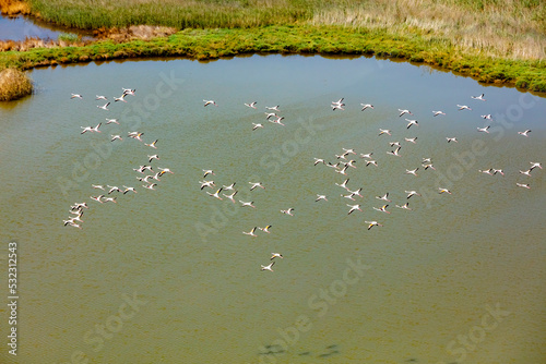 Flamingos flying in wetland on the Aegean coast, Turkey.
