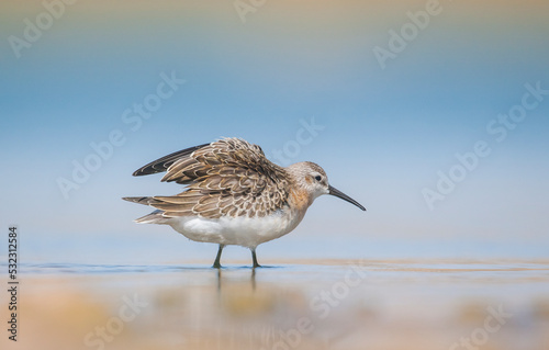 Curlew Sandpiper (Calidris ferruginea) is It breeds in the plains of the Arctic sea at the north pole. It occurs in the northern parts of Asia, Europe and the Americas. 