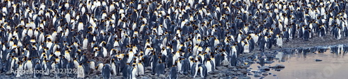 Panorama of a king penguin (Aptenodytes patagonicus) colony at Fortuna Bay, South Georgia Island
