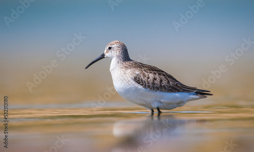 Curlew Sandpiper (Calidris ferruginea) is It breeds in the plains of the Arctic sea at the north pole. It occurs in the northern parts of Asia, Europe and the Americas. 