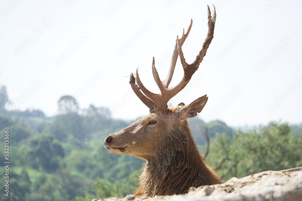 Pride deer with its characteristic antlers Pride deer with its characteristic antlers