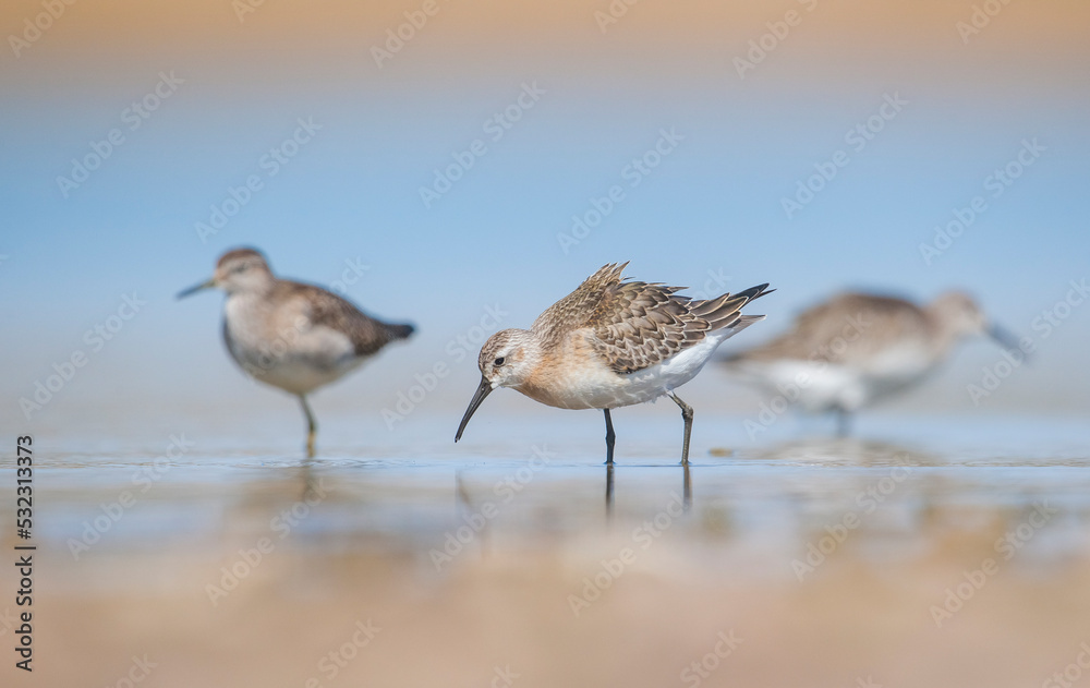 Curlew Sandpiper (Calidris ferruginea) is It breeds in the plains of the Arctic sea at the north pole. It occurs in the northern parts of Asia, Europe and the Americas.
Curlew Sandpiper (Calidris ferruginea) is It breeds in the plains of the Arctic sea at the north pole. It occurs in the northern parts of Asia, Europe and the Americas.