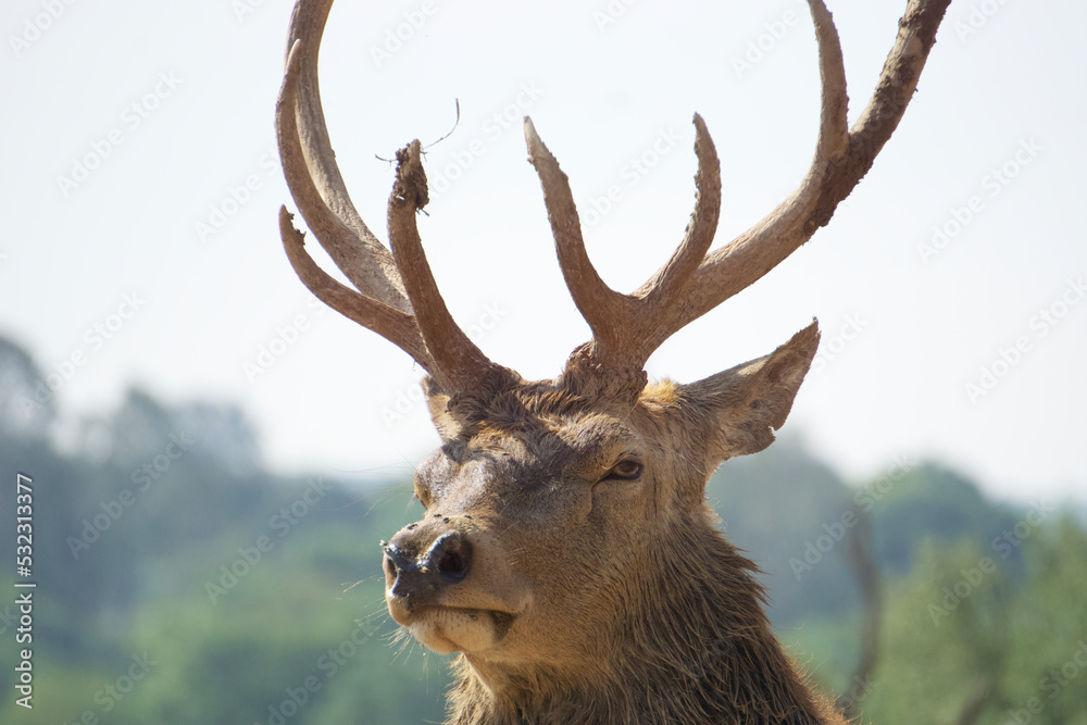 Pride deer with its characteristic antlers