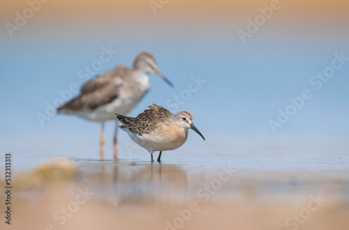 Curlew  Sandpiper (Calidris ferruginea) is It breeds in the plains of the Arctic sea at the north pole. It occurs in the northern parts of Asia, Europe and the Americas.   © selim