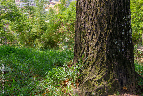 Natural Tree