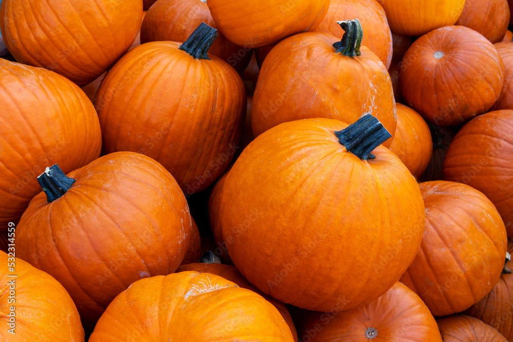 Many ripe pumpkins top view. Fall and Harvest Festival Many ripe pumpkins top view. Fall and Harvest Festival