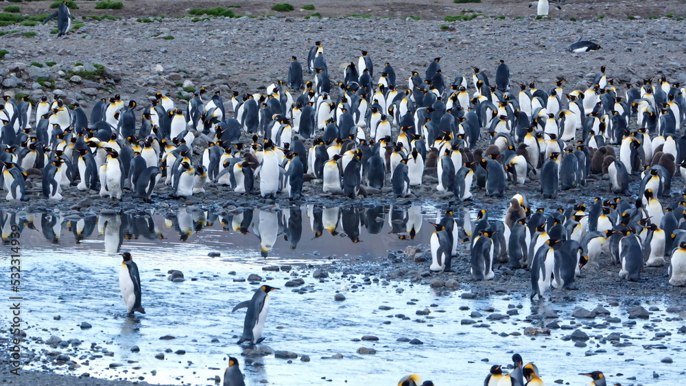 Obraz premium King penguin (Aptenodytes patagonicus) colony at Fortuna Bay, South Georgia Island