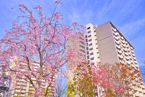 満開の桜が咲く団地
