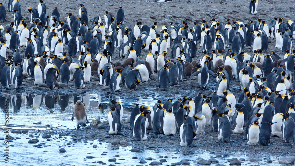 Obraz premium King penguin (Aptenodytes patagonicus) colony at Fortuna Bay, South Georgia Island