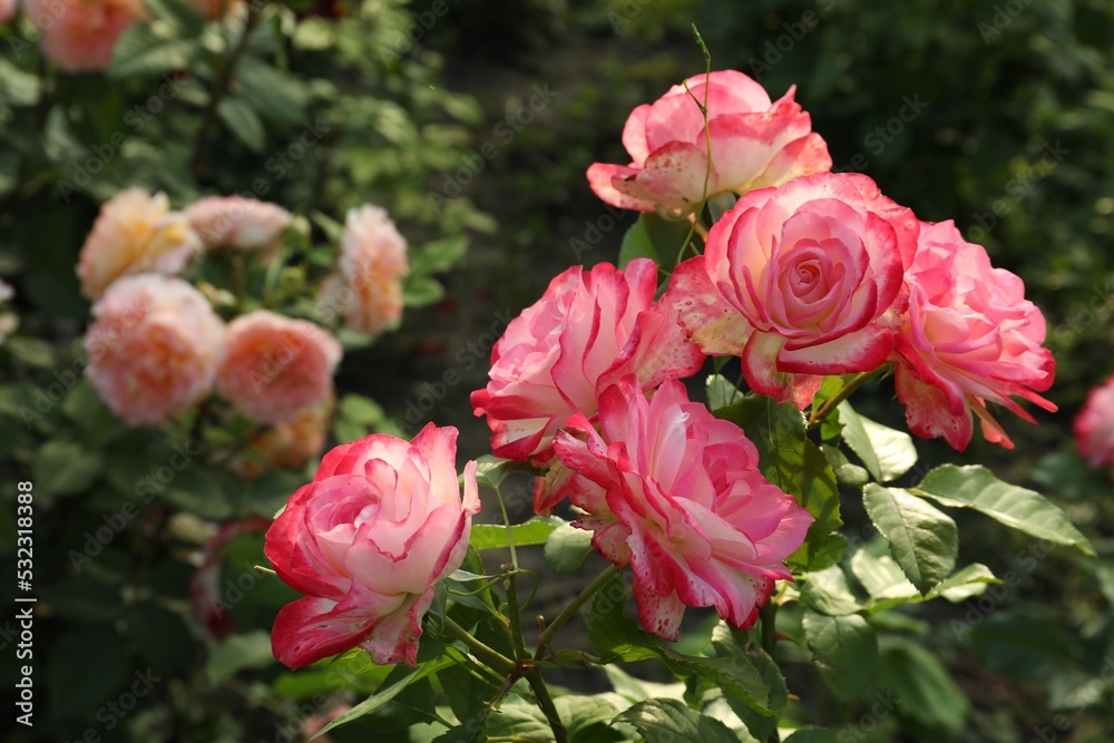 Beautiful blooming pink roses on bush outdoors, closeup. Space for text