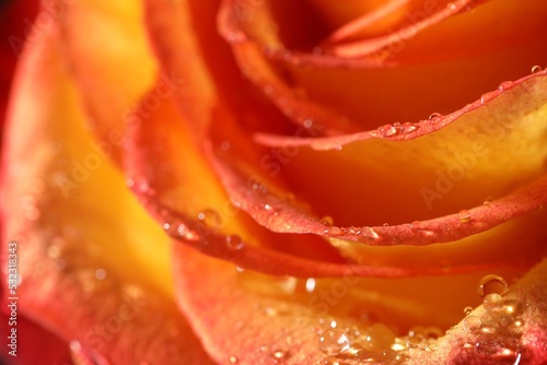 Closeup view of beautiful blooming rose with dew drops as background
