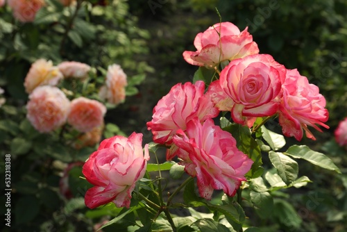 Beautiful blooming pink roses on bush outdoors  closeup. Space for text