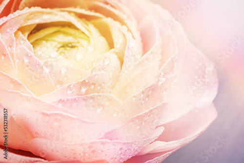 Beautiful ranunculus flower with dew drops, closeup