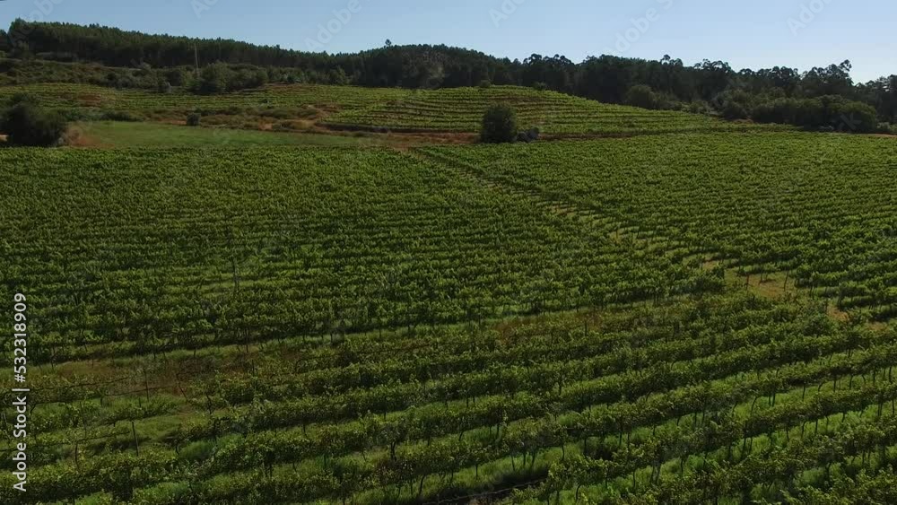Aerial views of vineyards during harvest. vineyards on wine farm Aerial views of vineyards during harvest. vineyards on wine farm