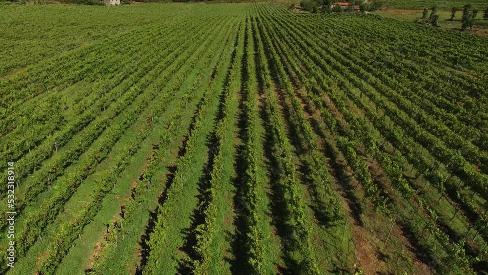 Aerial views of vineyards during harvest. vineyards on wine farm Aerial views of vineyards during harvest. vineyards on wine farm
